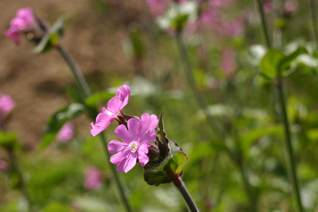 Red Campion