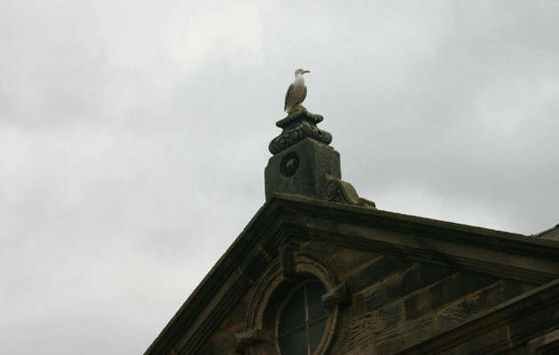 Seagull in Staithes