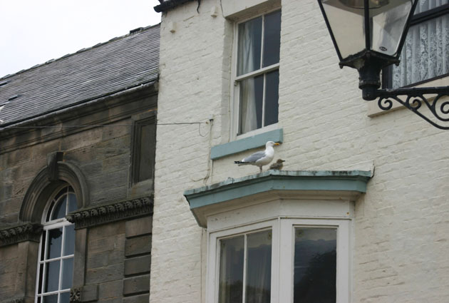 Seagull with chick