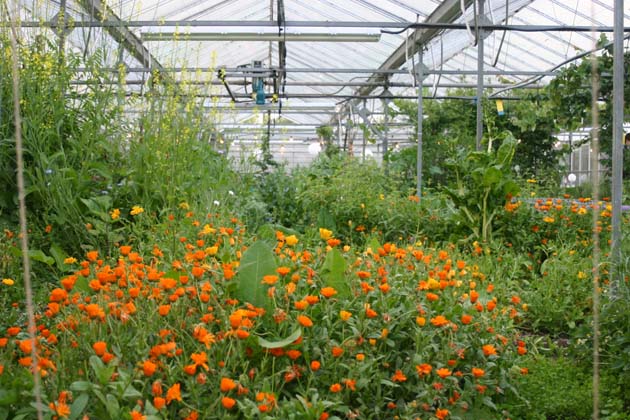 Secret Herb Garden glasshouse