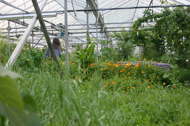 Secret Herb Garden