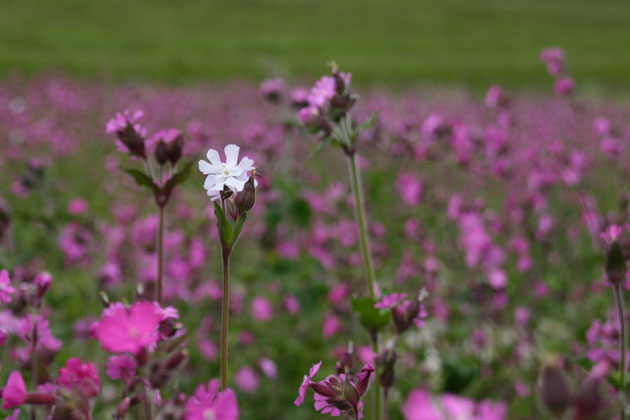 White flower