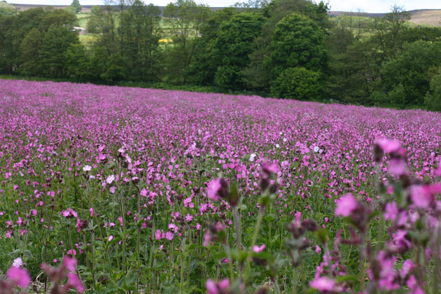 white flower in the Red Campion