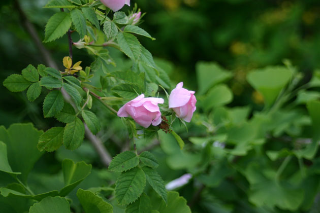 wild rose bud