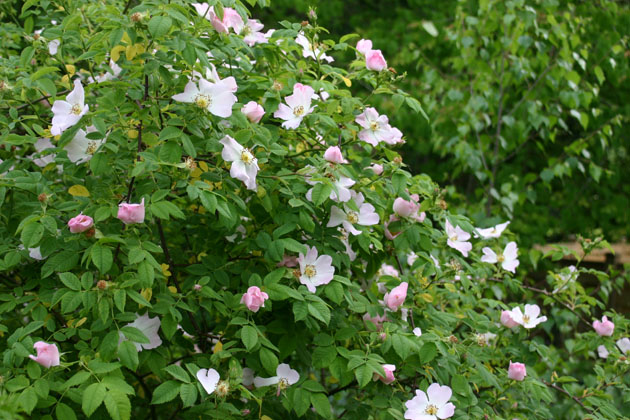 Wild rose rambling