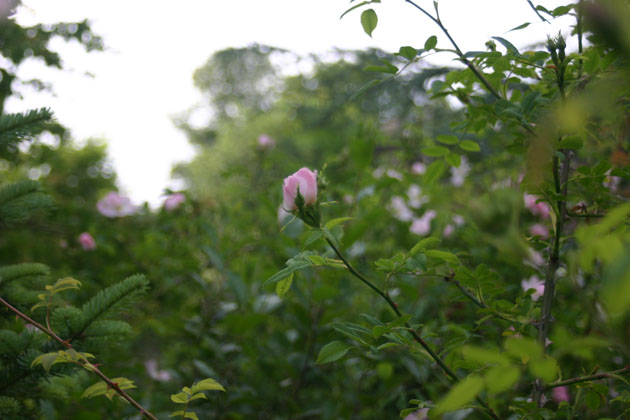 Wild rose