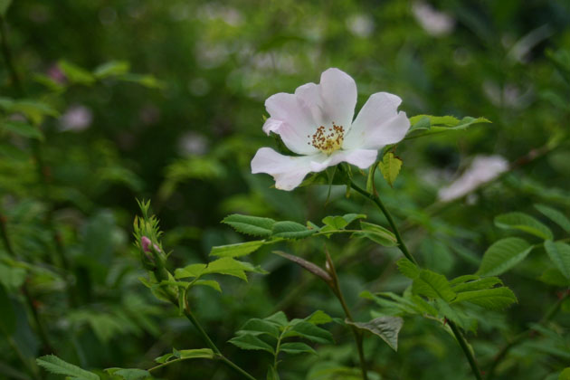 Wild rose flower