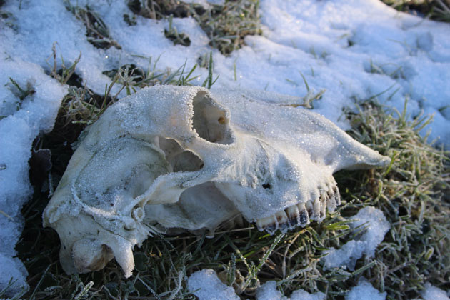 sheep skull in the cold