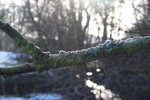 Lastingham Beck in frost