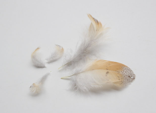 Barn Owl feathers