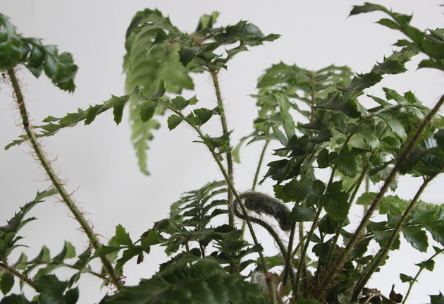 Fern leaves