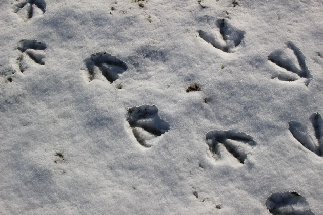 Goose footprints in the snow