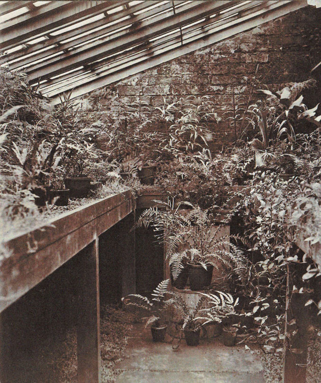 Ferns in the Greenhouse