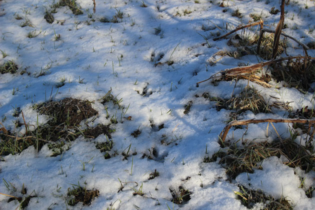 Pheasant footprints in the snow