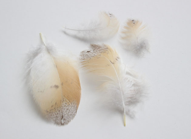 Feathers Collected From The Preening Of A Barn Owl