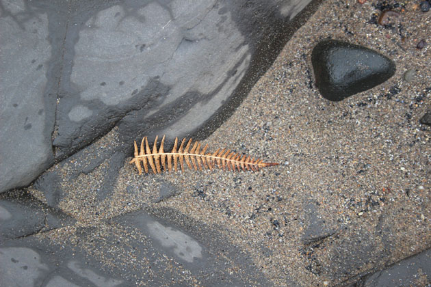 a fern on the beach