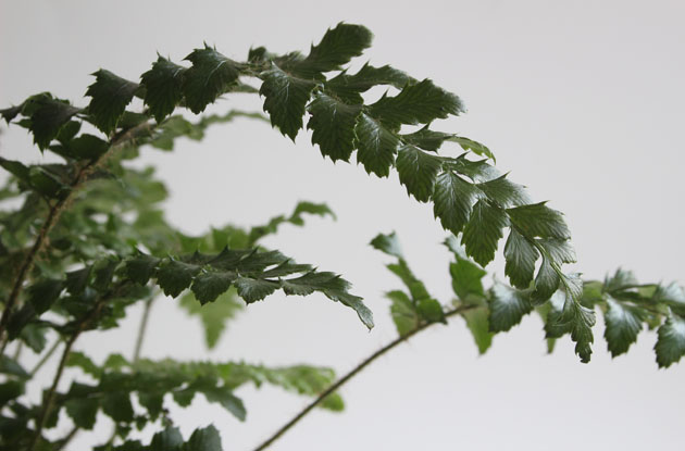 Fern leaves