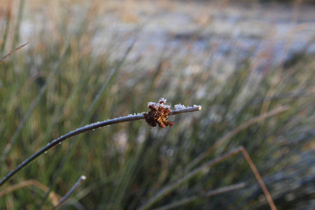 Frosted reeds