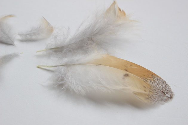 Feathers Collected From The Preening Of A Barn Owl