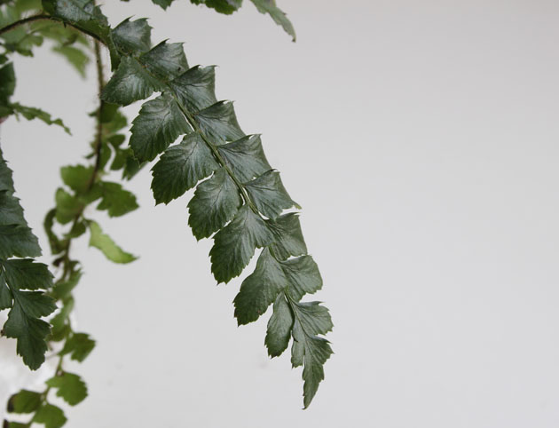 fern frond