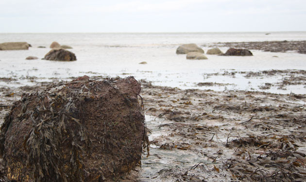 Seaweed and rocks
