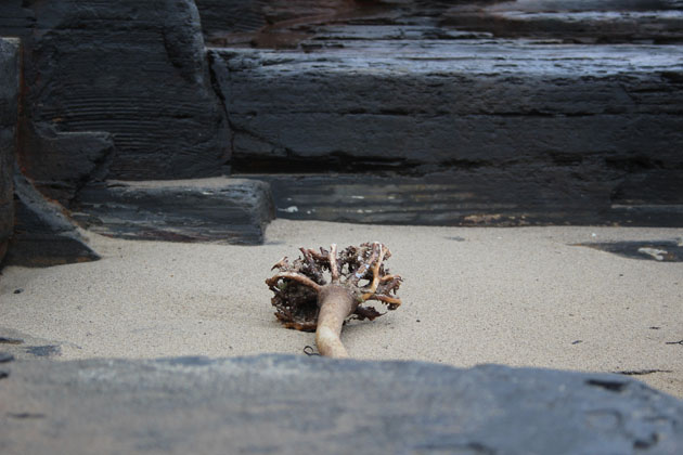 seaweed stump