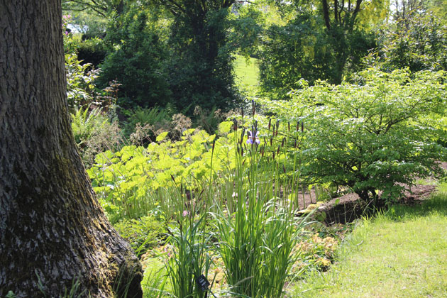 Beauty at Harlow Carr