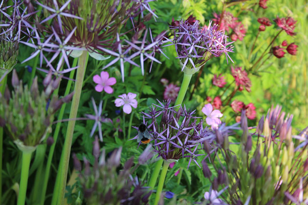 Bees in the borders