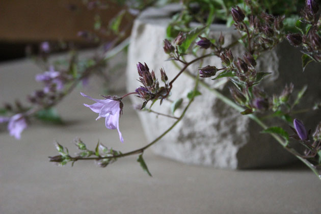 Bellflower in stone pot