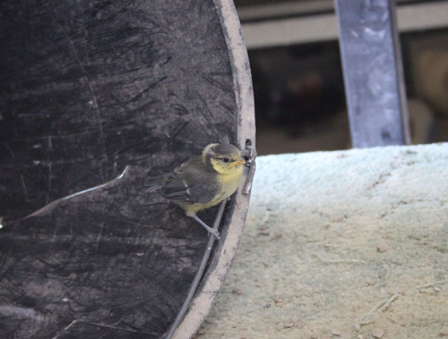 Blue tit baby in a bucket