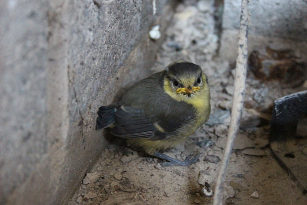 Blue tit fledgling in my workshop