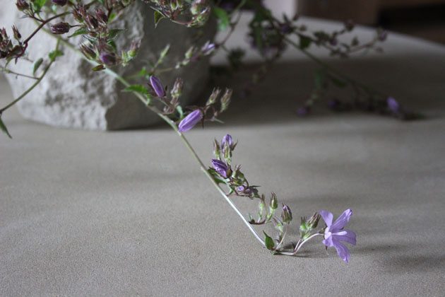 Bellflower in a stone pot