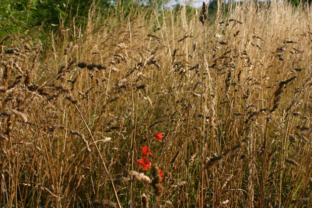 Irthlingborough Lakes and Meadows