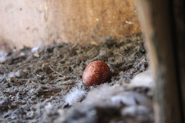 Kestrel egg in the nestbox