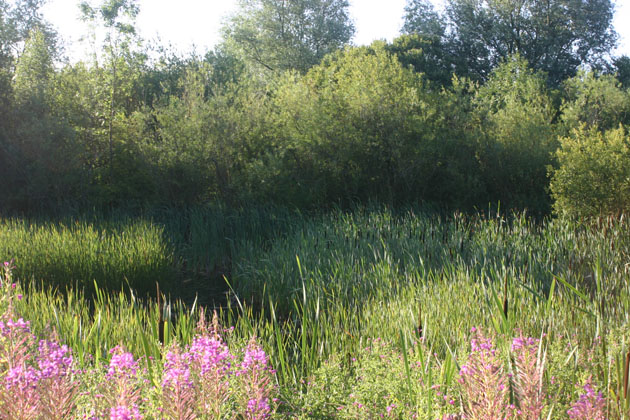Reeds at Irthlingborough Lakes