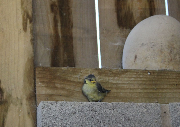 young blue tit