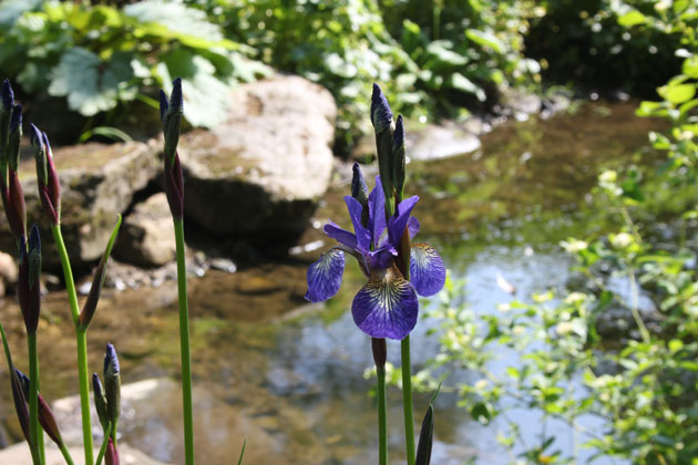 along the streamside at Harlow Carr