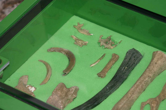 Early animal bones