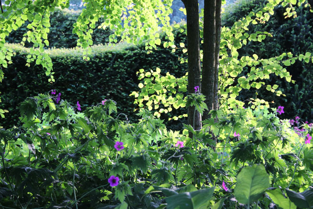 evening sunshine in the walled garden at Scampston Hall