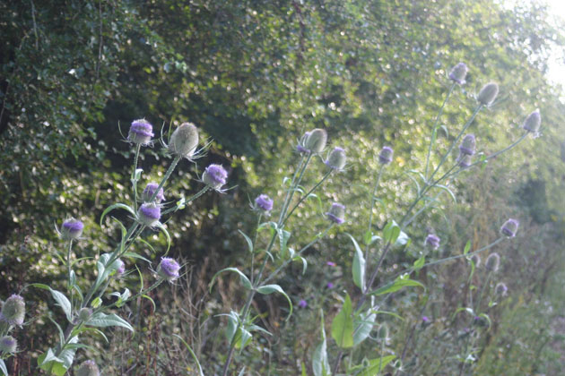 flowering teasles