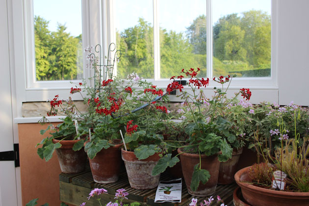 geraniums in the conservatory at Scampston Hall