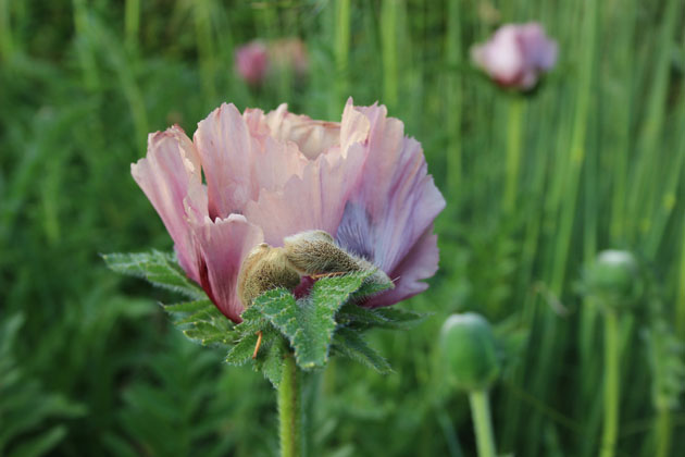 poppy flower  in the walled garden at Scampston Hall