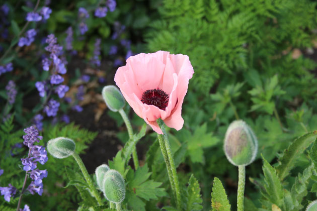 poppy in the walled garden at Scampston Hall