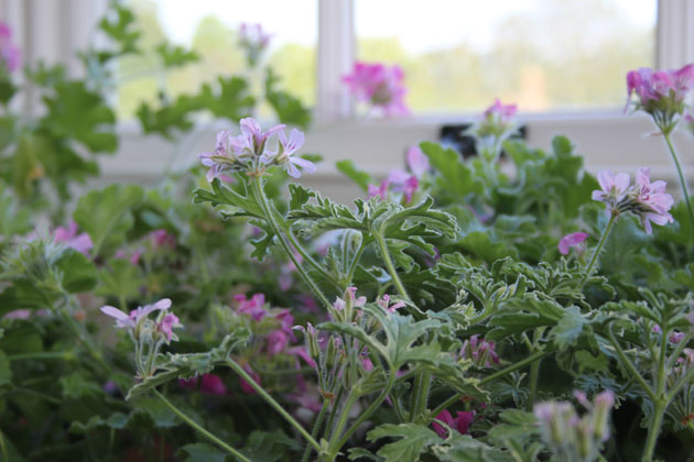 scented leaf pelargonium at Scampston Hall