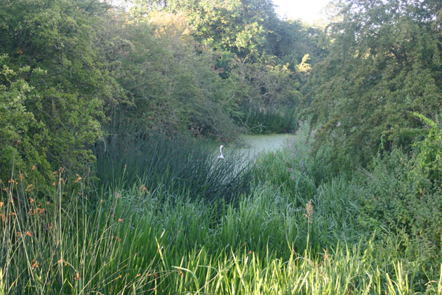 swan at Irthlingborough lakes and meadows