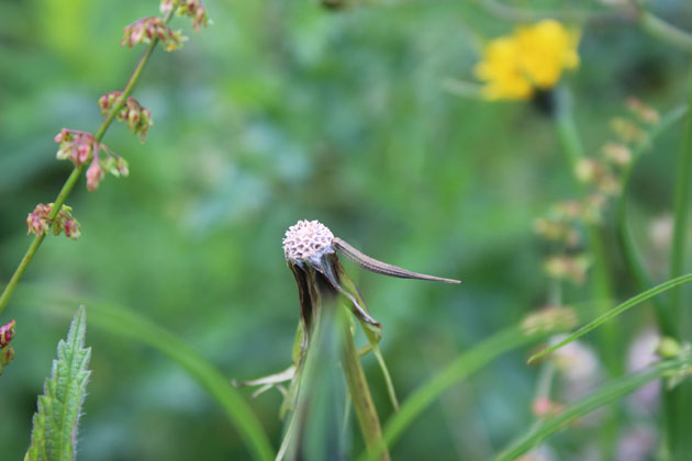 wind has taken the seeds