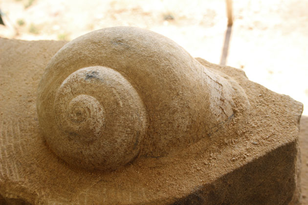 Forest Snail carved in stone