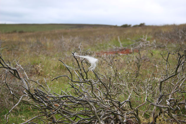 sheep wool on heather stubble