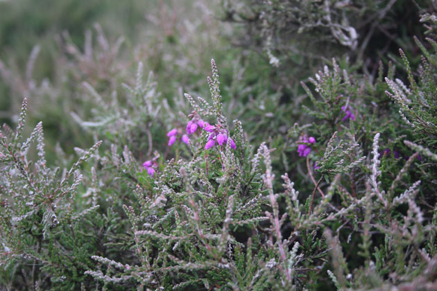 Heather on North York Moors