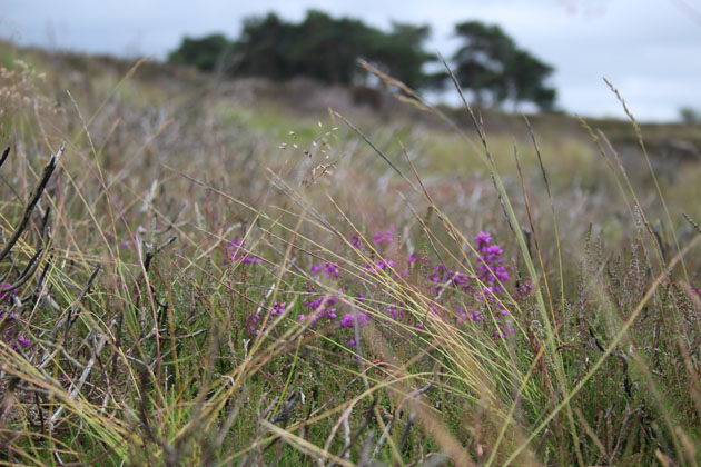 Heather on North York Moors